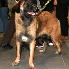 Cão da Serra da Estrela - Foto 14