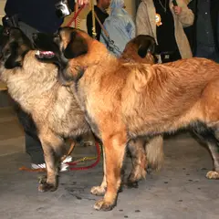 Cão da Serra da Estrela - Foto 15