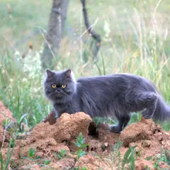 Persan - Photo 7