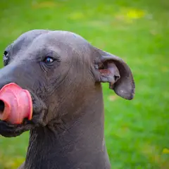 Mexicaanse naakthond - Foto 19