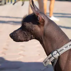 Mexicaanse naakthond - Foto 20