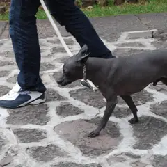 Mexicaanse naakthond - Foto 7