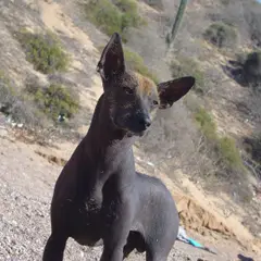 Mexicaanse naakthond - Foto 8