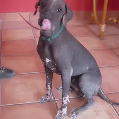 Mexicaanse naakthond - Foto 9