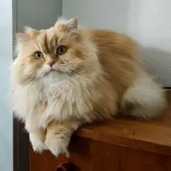 British Longhair - Photo 11