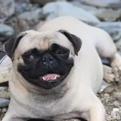 Carlin - Photo 8