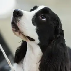 Cocker Spaniel anglais - Photo 2