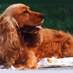 Cocker Spaniel anglais - Photo 3