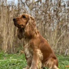 Cocker Spaniel anglais - Photo 4