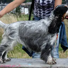 Cocker Spaniel anglais - Photo 5