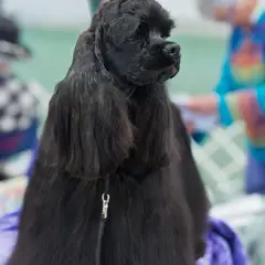 Cocker Spaniel anglais - Photo 6