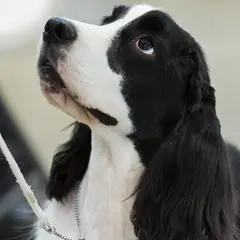Cocker Spaniel anglais - Photo 7
