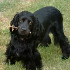 Cocker Spaniel anglais - Photo 8