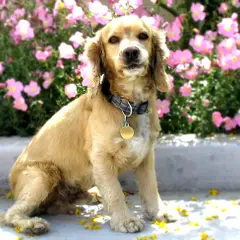 Cocker Spaniel anglais - Photo 9