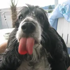 Cocker Spaniel anglais - Photo 10