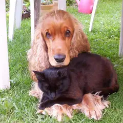 Cocker Spaniel anglais - Photo 12