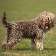Lagotto Romagnolo - Photo 2