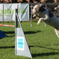 Lagotto Romagnolo - Photo 3