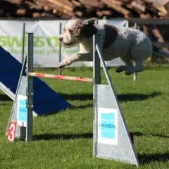 Lagotto Romagnolo - Photo 4