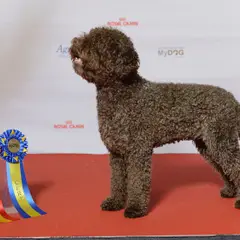 Lagotto Romagnolo - Photo 5