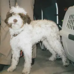 Lagotto Romagnolo - Photo 6