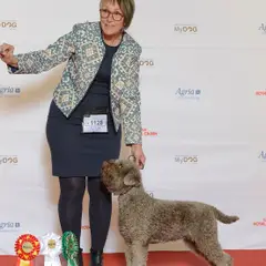 Lagotto Romagnolo - Photo 7