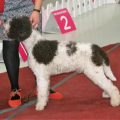 Lagotto Romagnolo - Photo 8