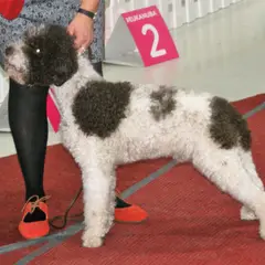 Lagotto Romagnolo - Photo 9