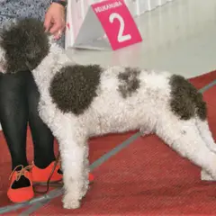 Lagotto Romagnolo - Photo 10