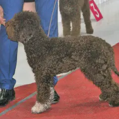 Lagotto Romagnolo - Photo 11