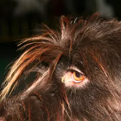 Barbu Tchèque - Photo 3