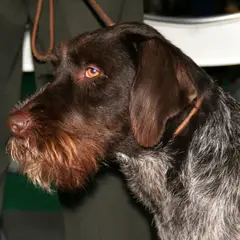 Barbu Tchèque - Photo 4