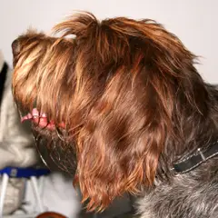 Barbu Tchèque - Photo 5