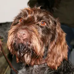Barbu Tchèque - Photo 6
