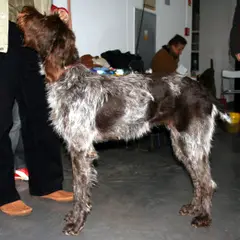 Barbu Tchèque - Photo 7