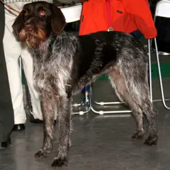 Barbu Tchèque - Photo 8