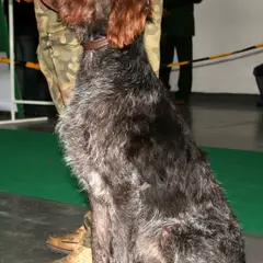 Barbu Tchèque - Photo 9