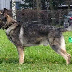 Berger de Russie - Photo 6