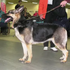 Berger de Russie - Photo 12
