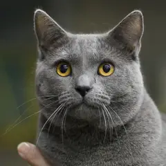 Chartreux - Photo 1