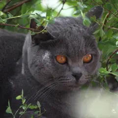 Chartreux - Photo 3