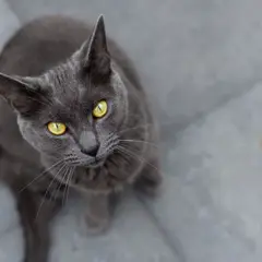 Chartreux - Photo 4
