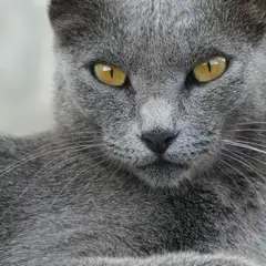 Chartreux - Photo 5