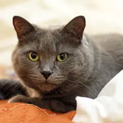 Chartreux - Photo 6