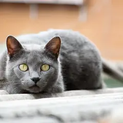 Chartreux - Photo 7