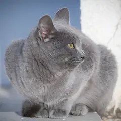 Chartreux - Photo 8