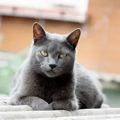 Chartreux - Photo 9