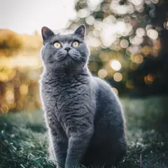 Chartreux - Photo 10