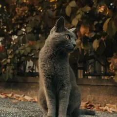 Chartreux - Photo 11