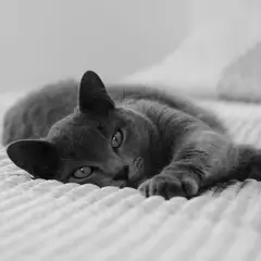 Chartreux - Photo 12